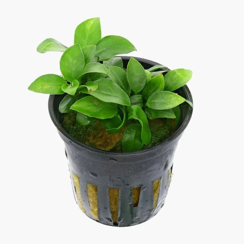 Aquaflora Anubias mini mini
