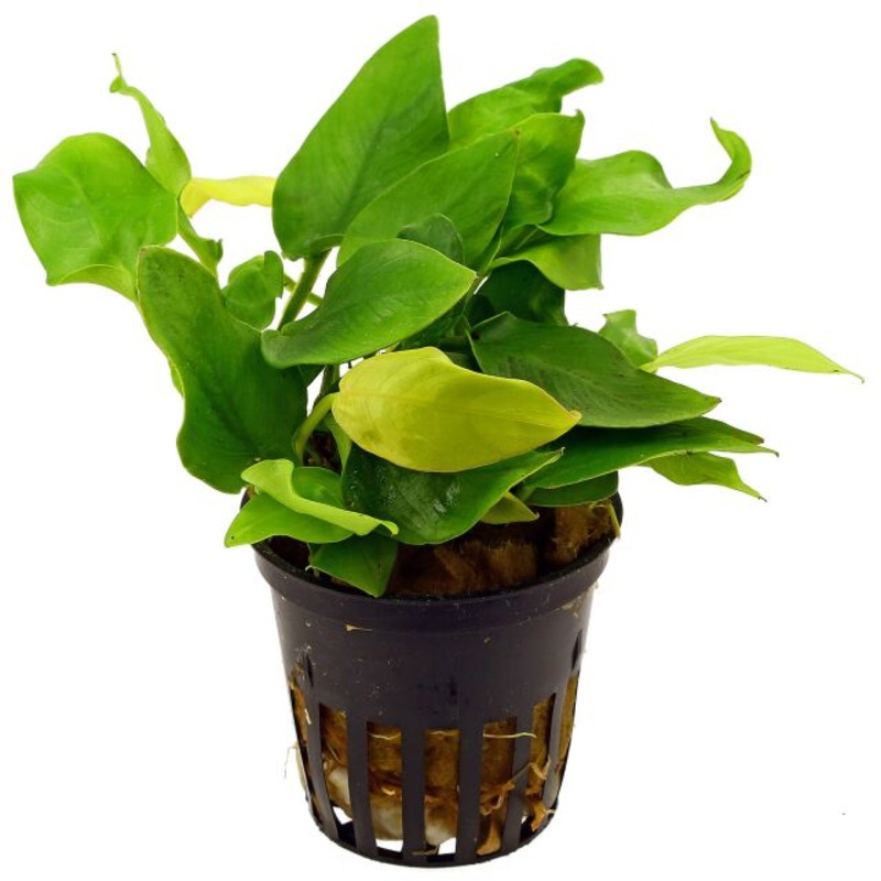 Aquaflora Anubias nana golden