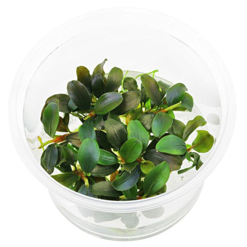 Aquaflora Bucephalandra red