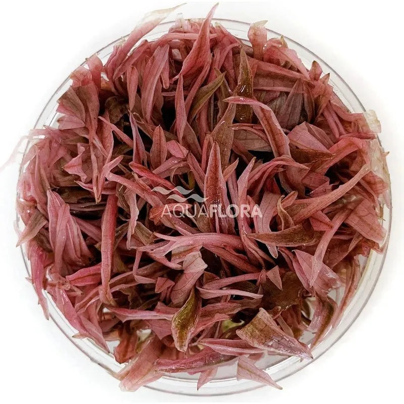 Aquaflora Cryptocoryne wendtii Flamingo