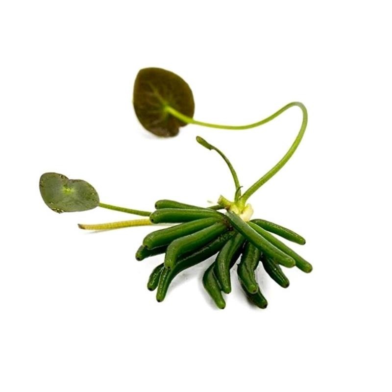 Aquaflora Nymphoides aquatica