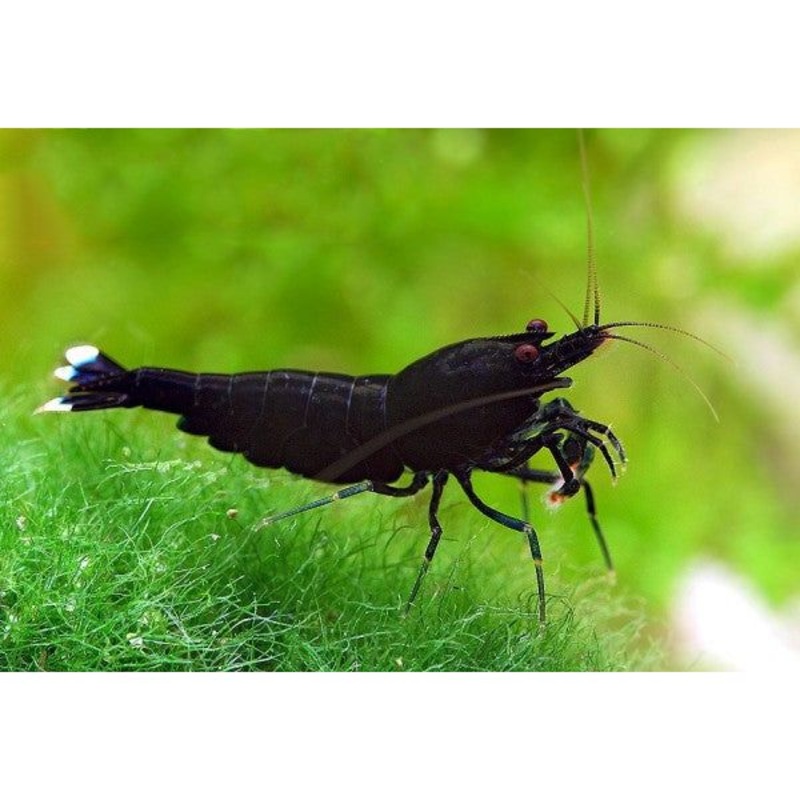 Black Extreme Shrimp