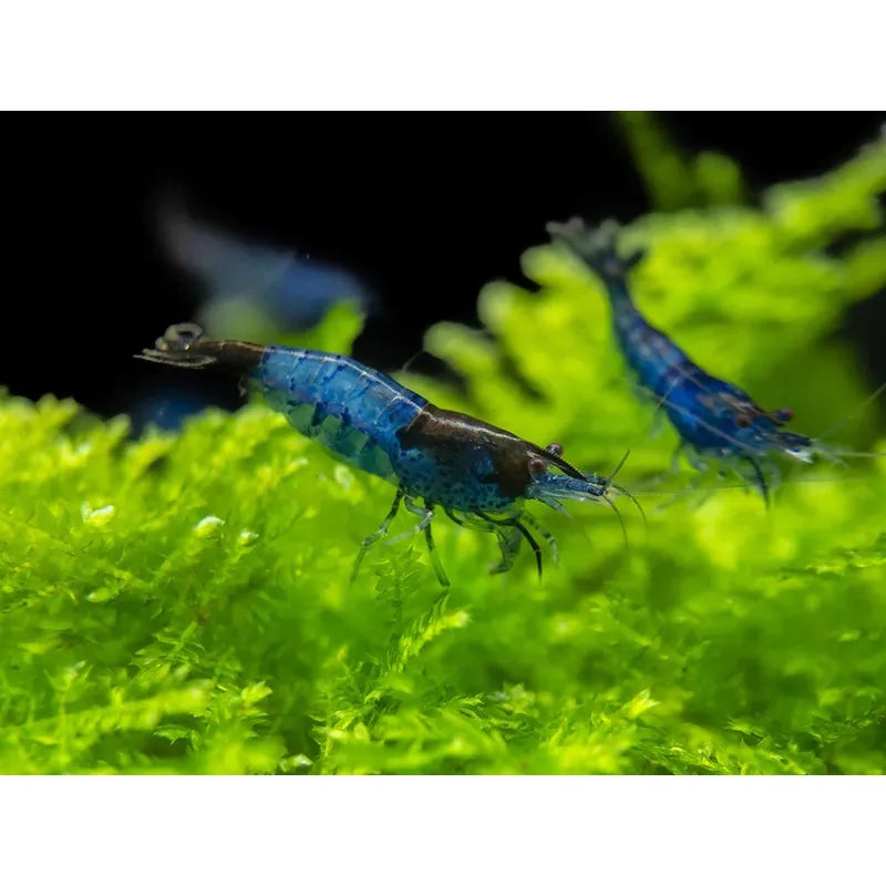 Blue Rili shrimp