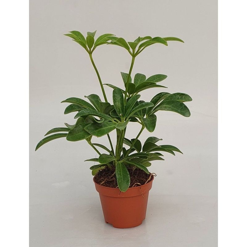 Dwarf Umbrella Tree - schefflera arboricola Large