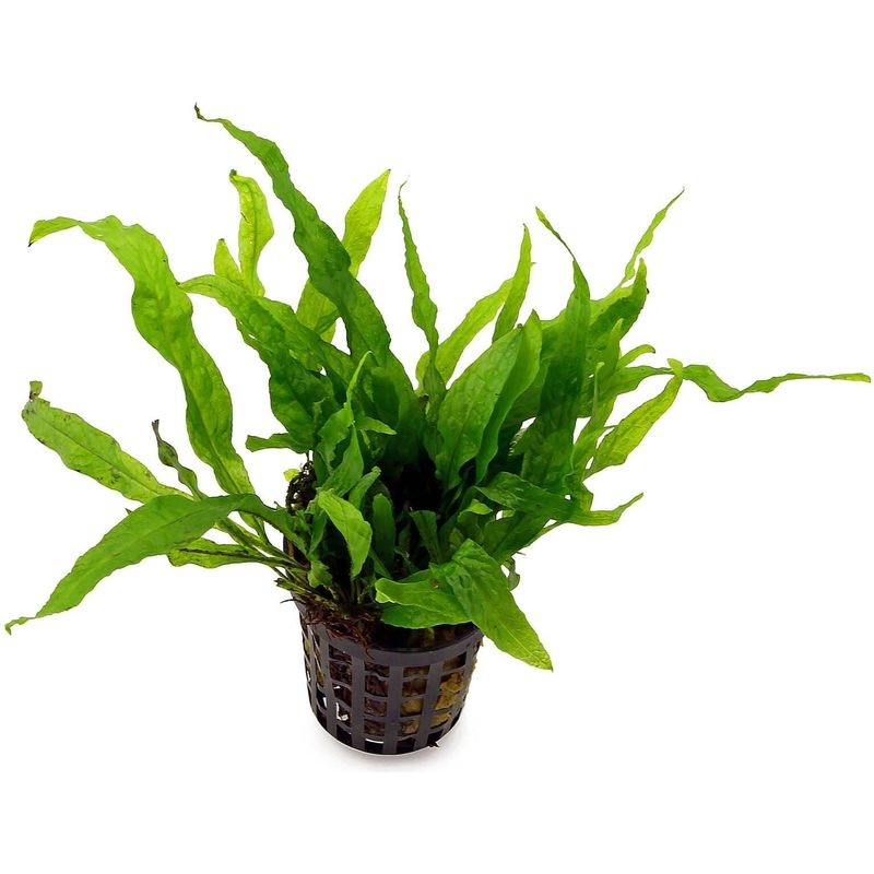 Microsorum mini