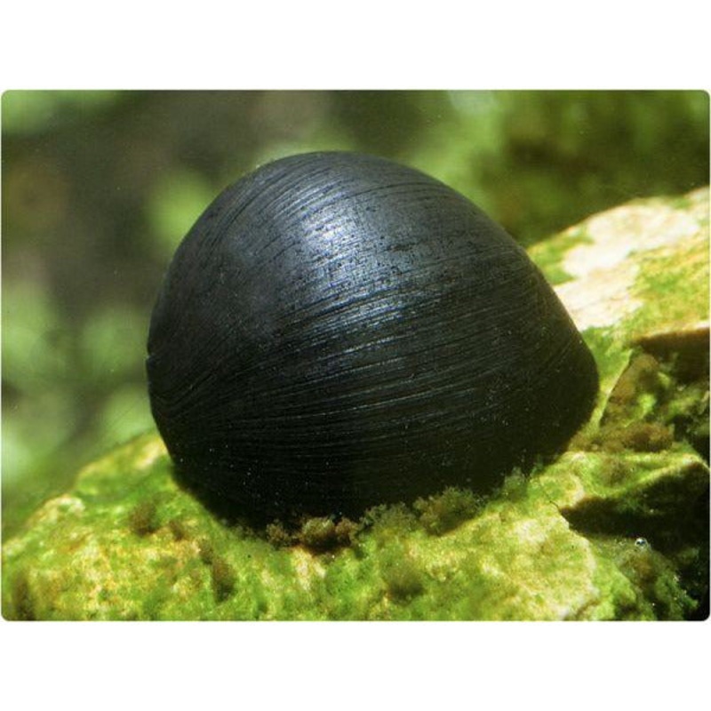 Military Helmet Snail (Neritina pulligera)