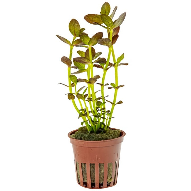 Tropica Bacopa Salzmannii purple