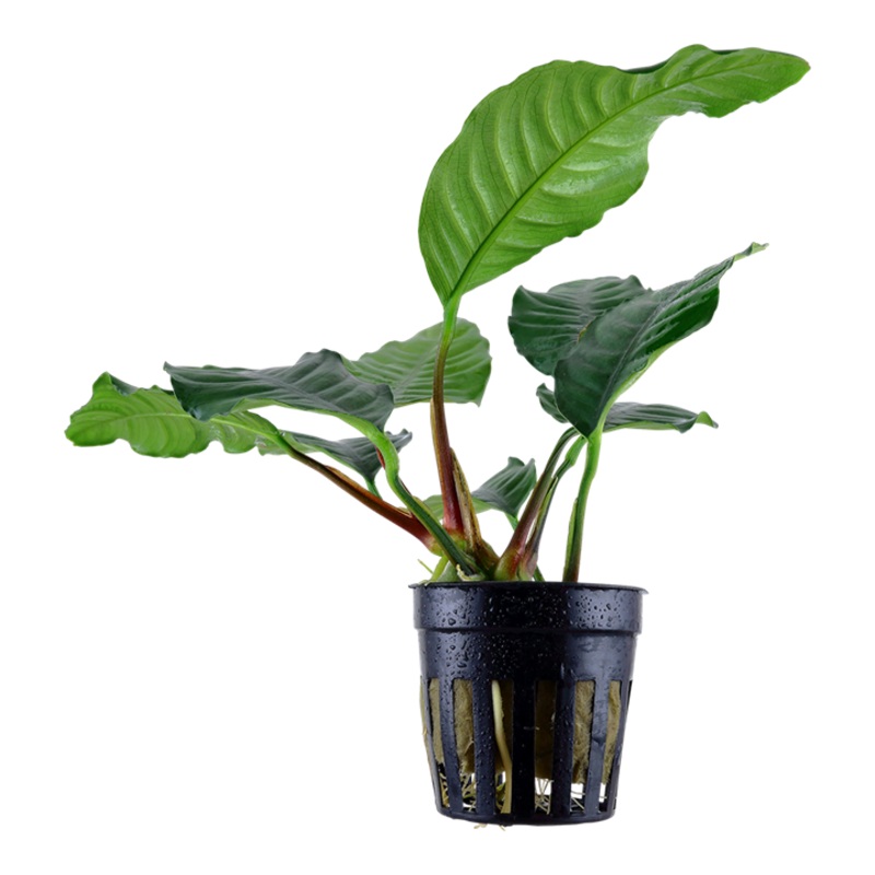 Anubias Coffeefolia