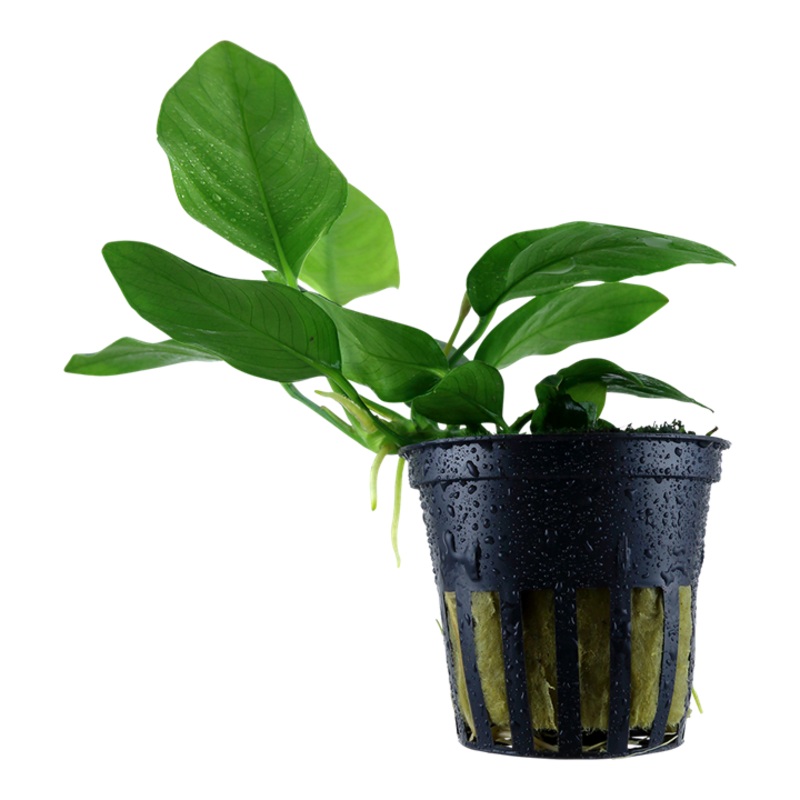 Anubias nana