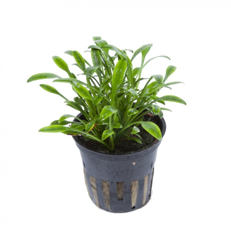 Aquafleur Cryptocoryne parva (smallest crypt)