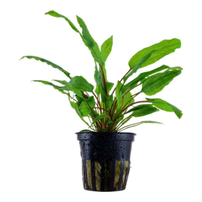 Aquafleur Cryptocoryne Wendtii Green