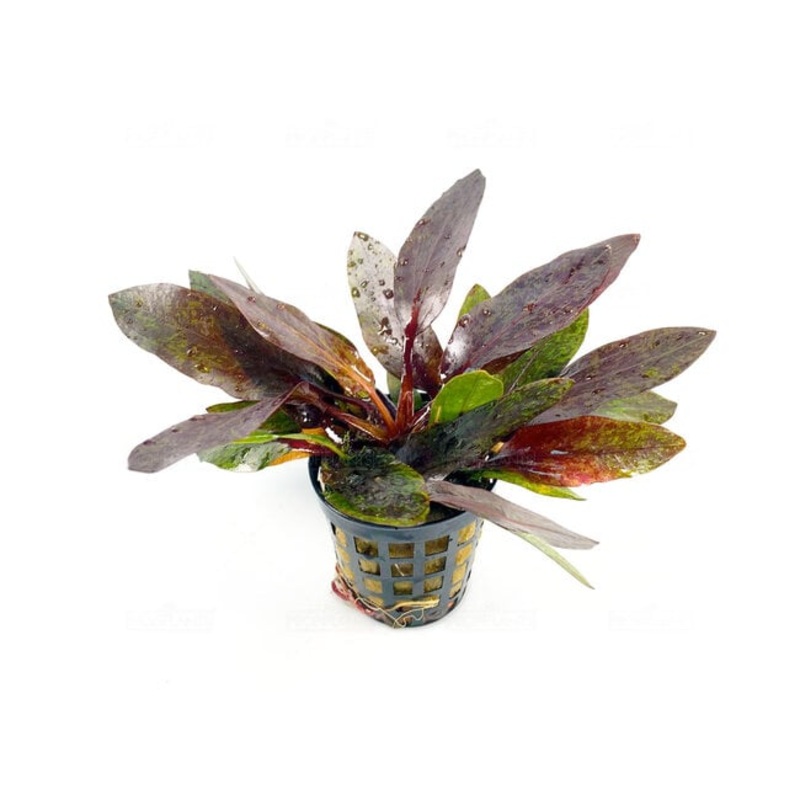 Aquafleur Echinodorus purpurea
