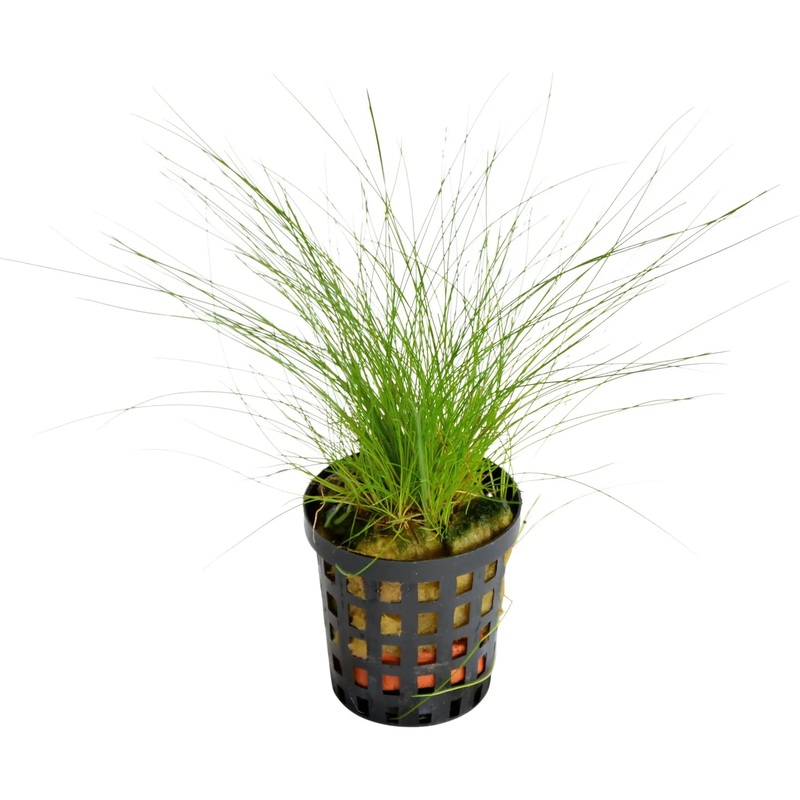 Aquafleur Eleocharis Acicularis