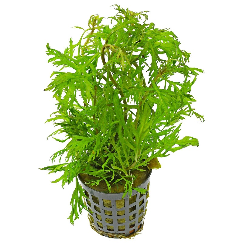 Aquafleur Hyptis Laciniata