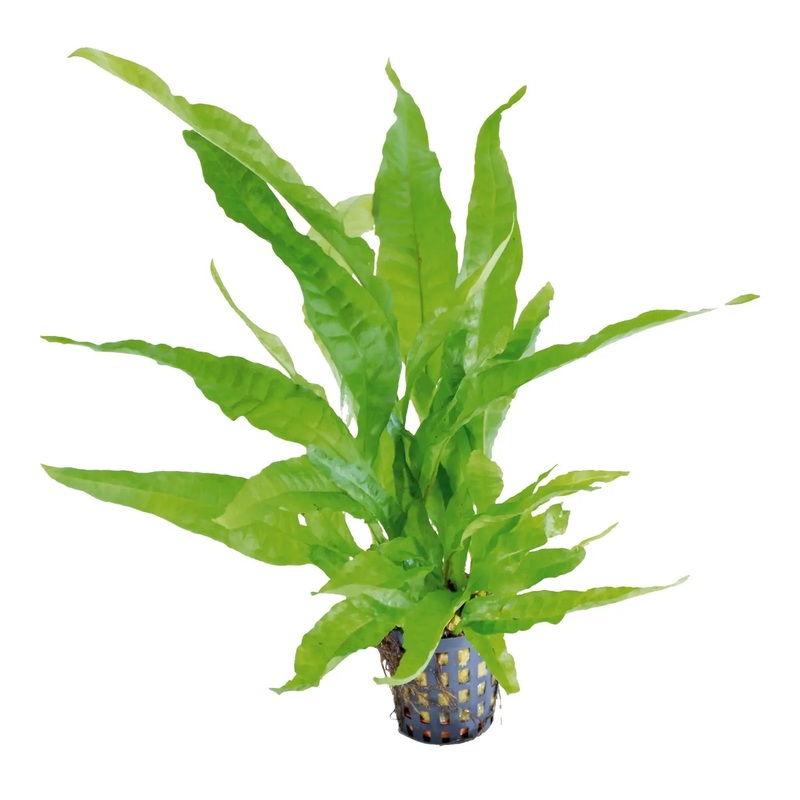 Aquafleur Microsorum Pteropus Greens