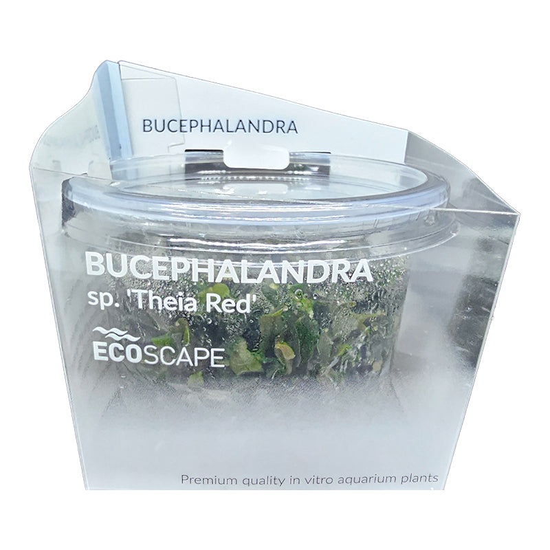 Aquaflora Bucephalandra 'Theia red'