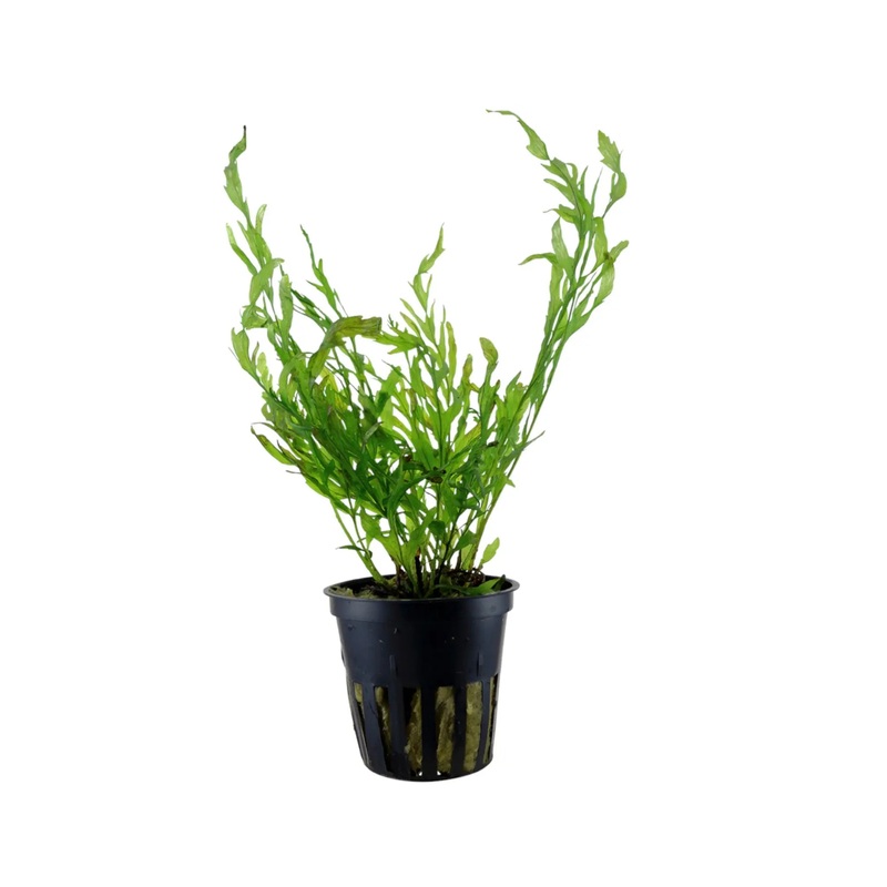 Bolbitis heudelotii