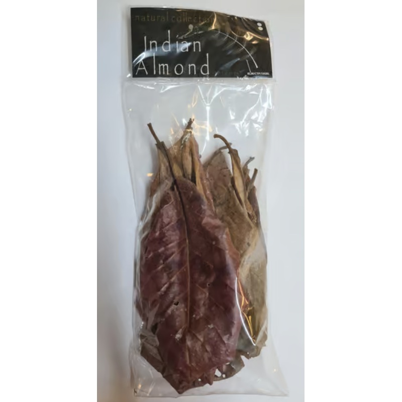 Catappa Leaves large (Indian almond) by Natural Collection