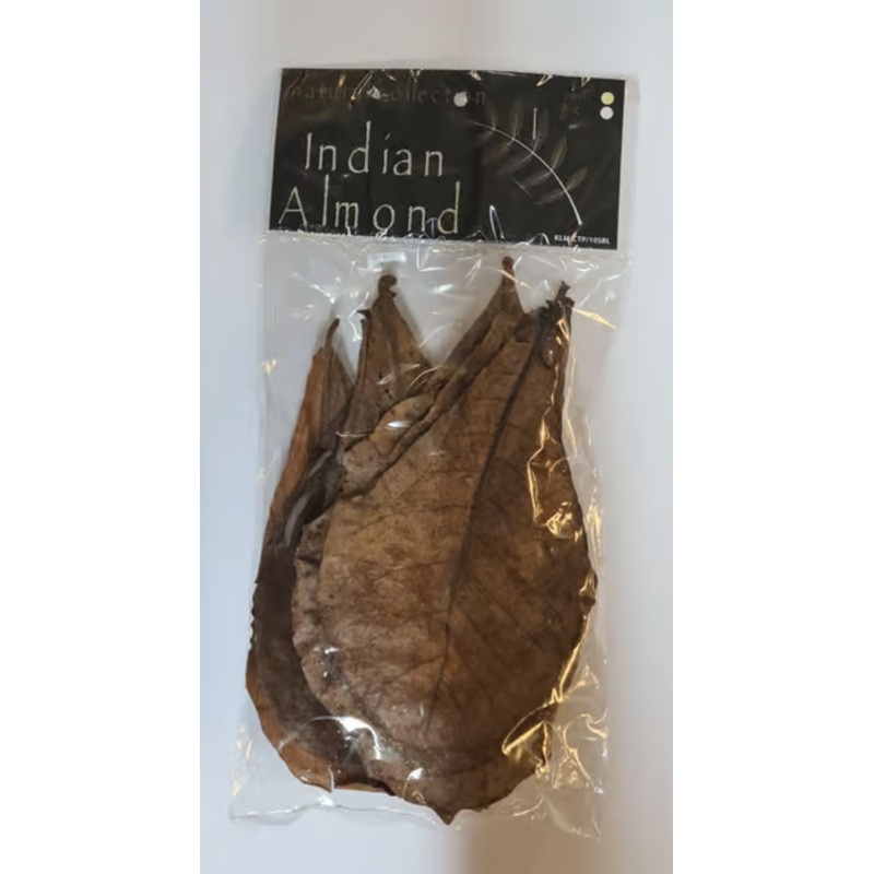 Catappa Leaves small (Indian almond) by Natural Collection