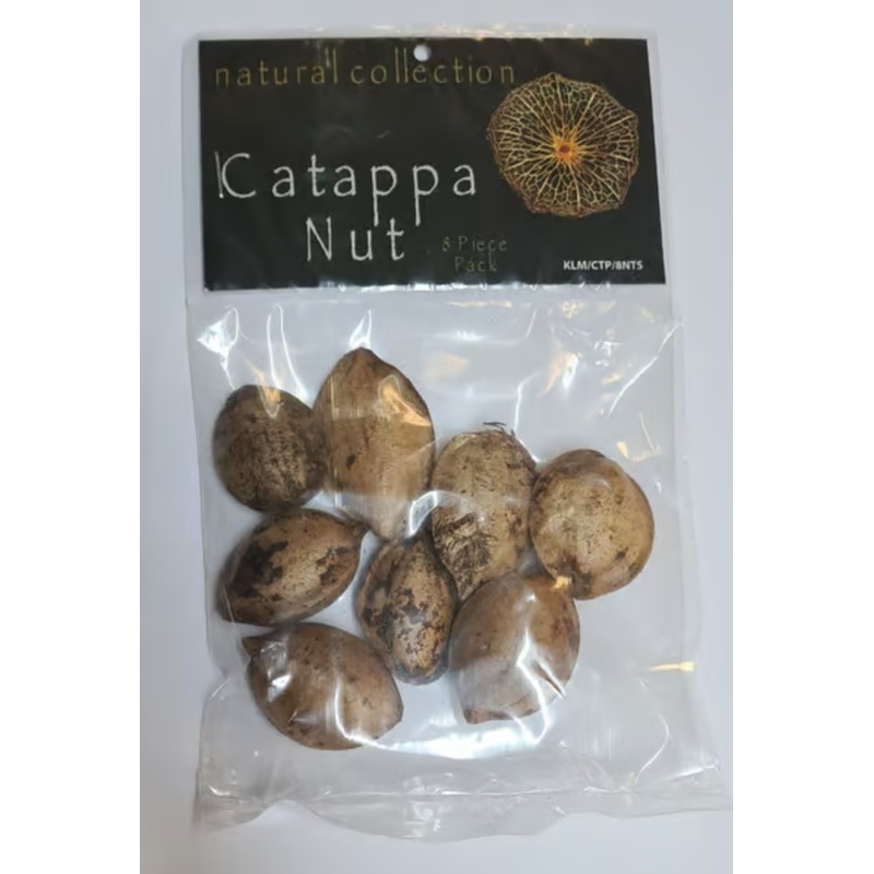 Catappa Nut by Natural Collection