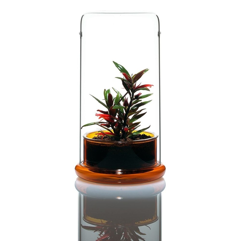 DOOA CELL Amber