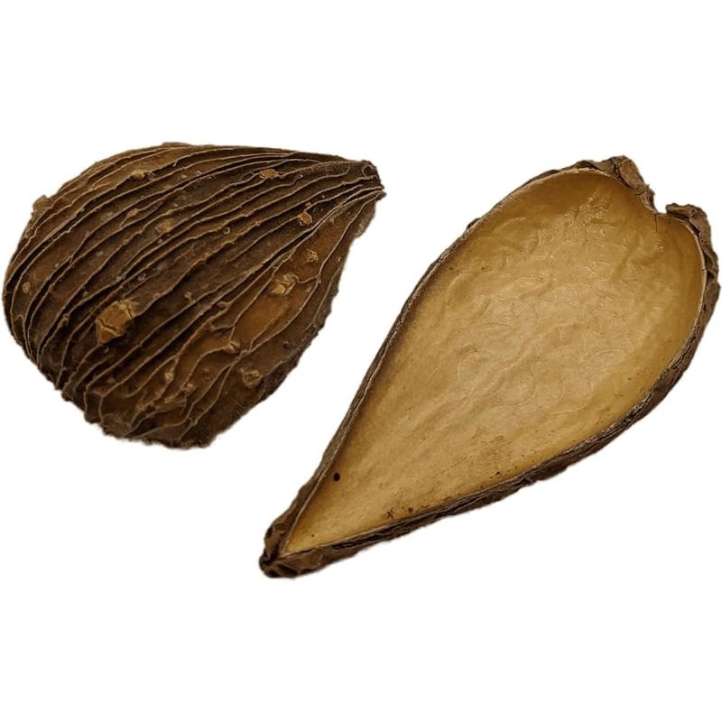 Dregea pods (angunkola) by Natural Collection