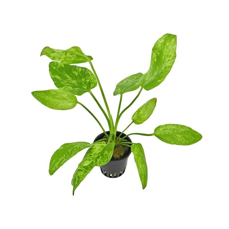 Echinodorus Marble queen