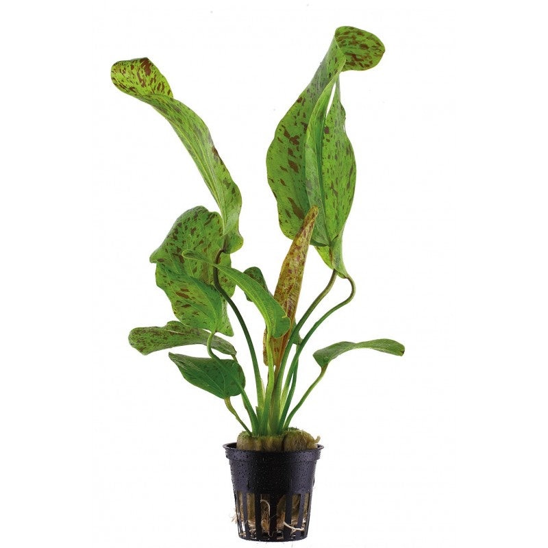 Echinodorus Ozelot Green