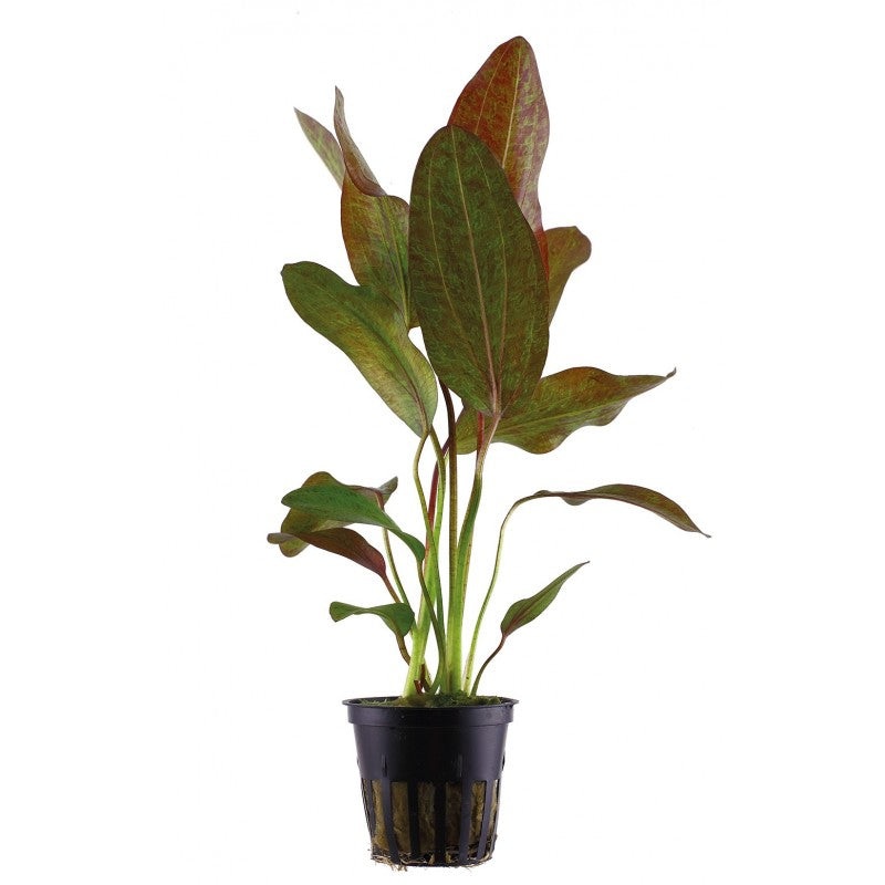 Echinodorus Ozelot Red
