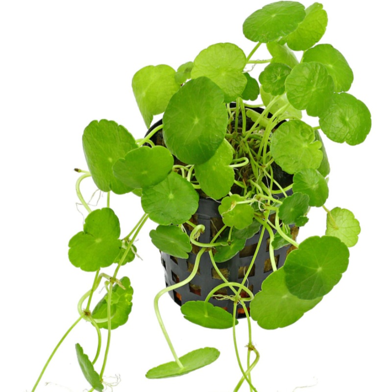 Hydrocotyle verticillata
