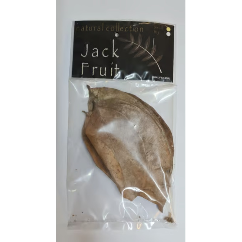 Jack Fruit Leaves small by Natural Collection