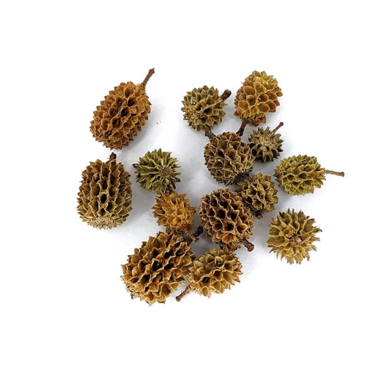 Kasa seeds AKA Kasurina cones by Natural Collection