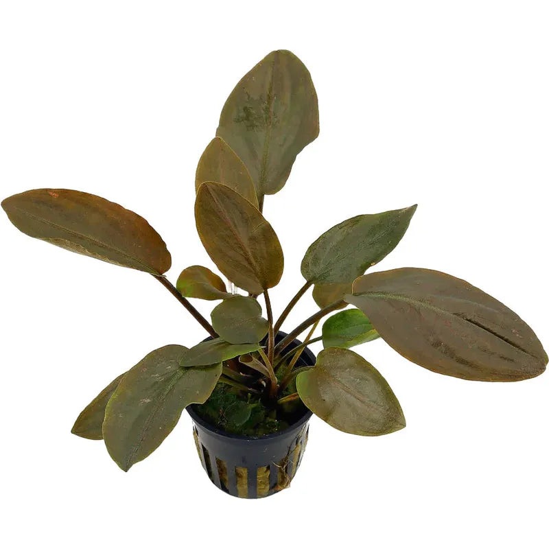 Lagenandra meeboldii red