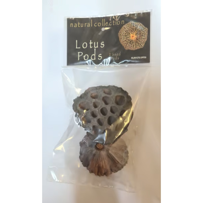 Lotus pods by Nature collection
