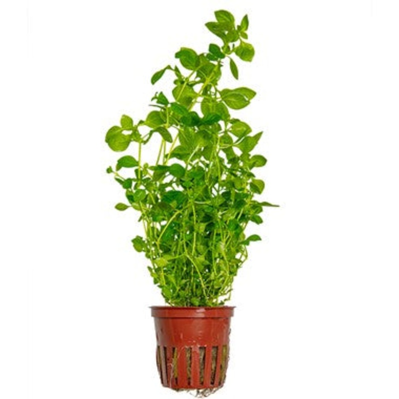 Ludwigia palustris green