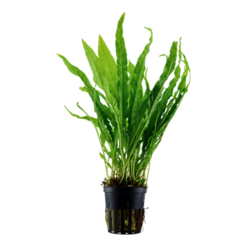 Microsorum Pteropus (java fern)
