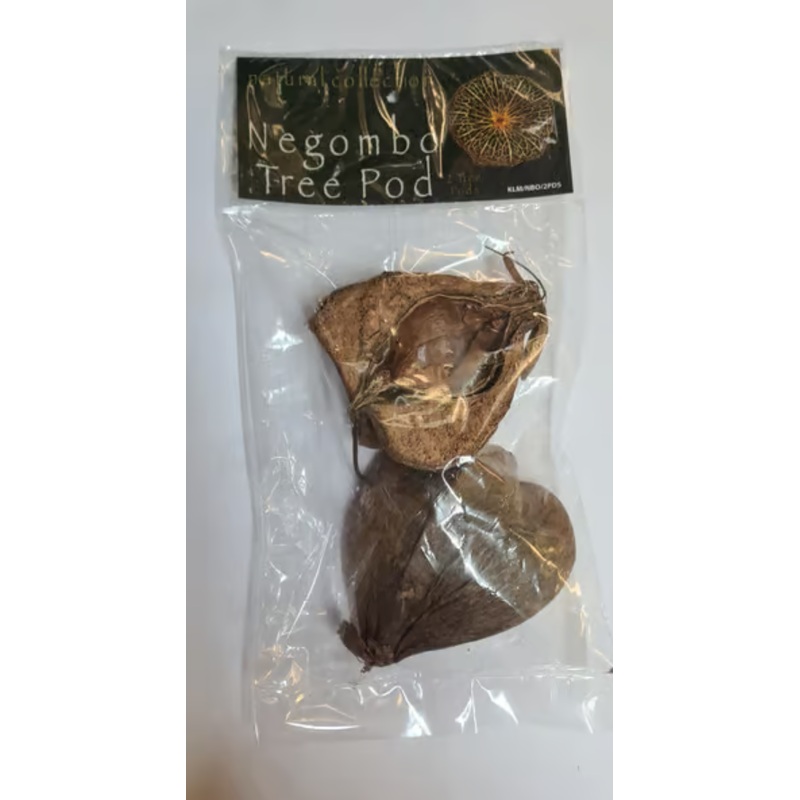 Negombo Tree Pod by Natural collection