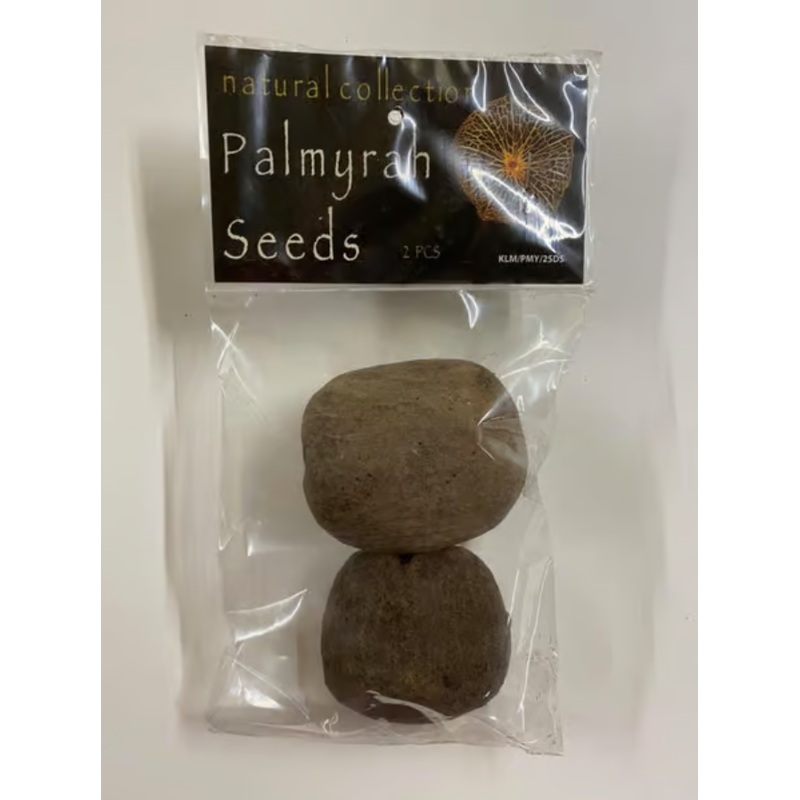 Palmyrah Seeds by Natural Collection