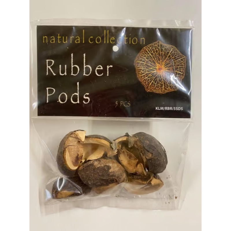 Rubber Seeds by Natural Collection