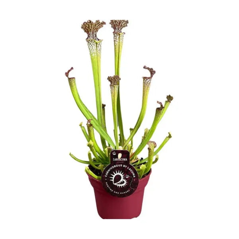 sarracenia sp.
