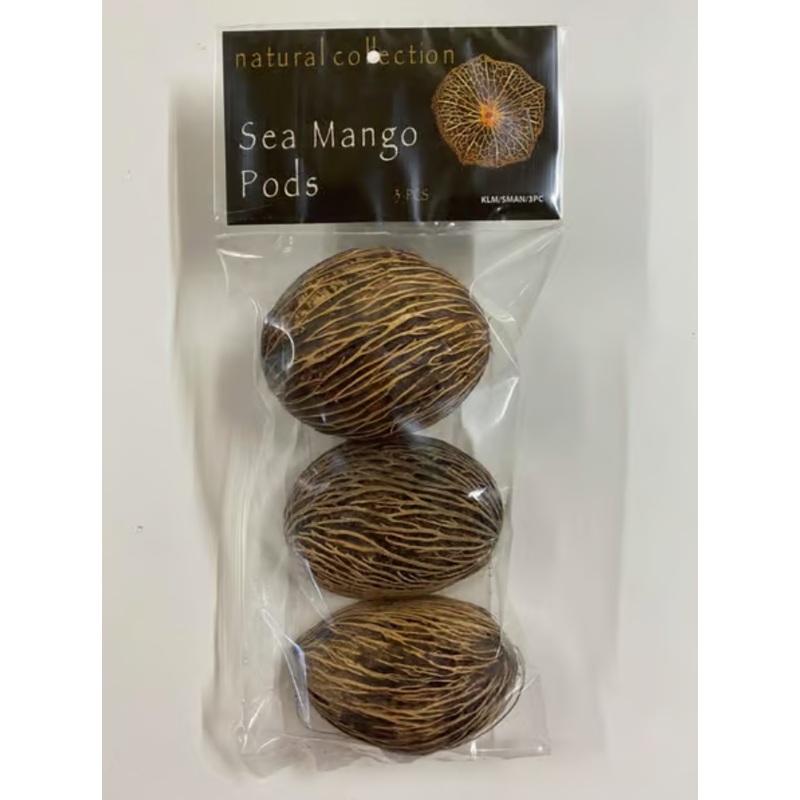 Sea Mango Pods by Natural Collection