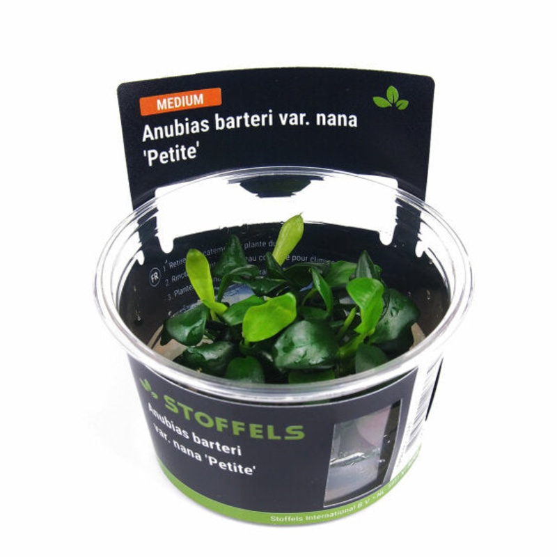 Stoffels Anubias Petite