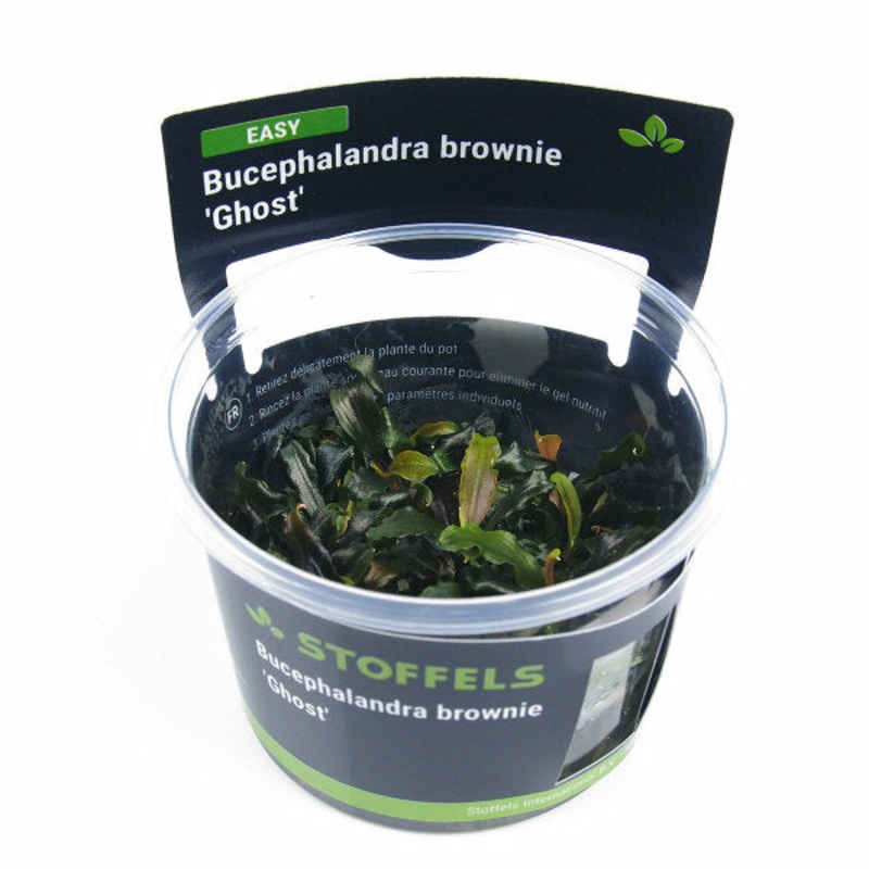 Stoffels Bucephalandra brownie ghost