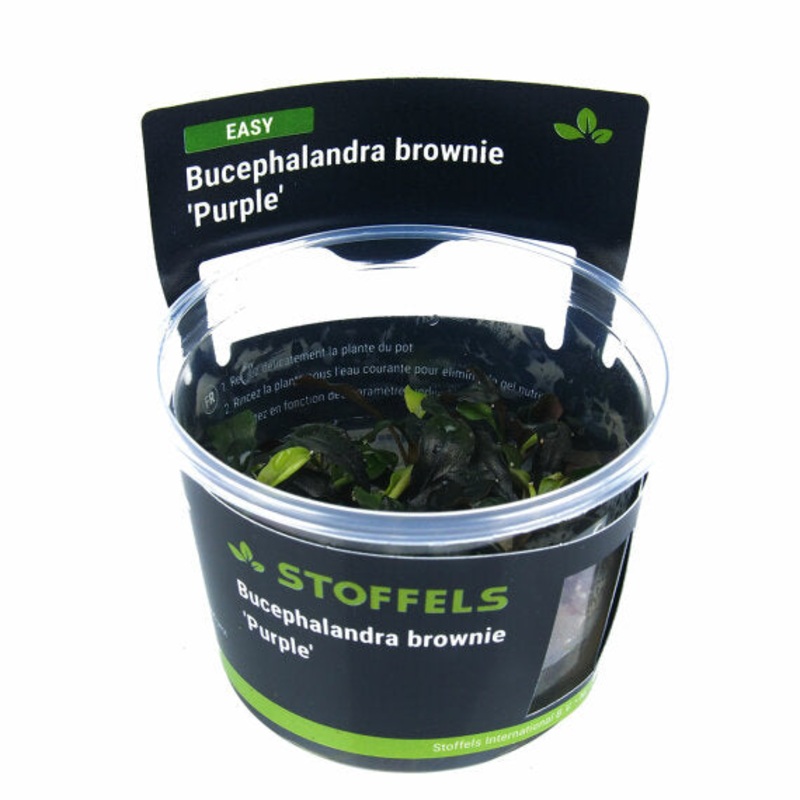 Stoffels Bucephalandra brownie purple