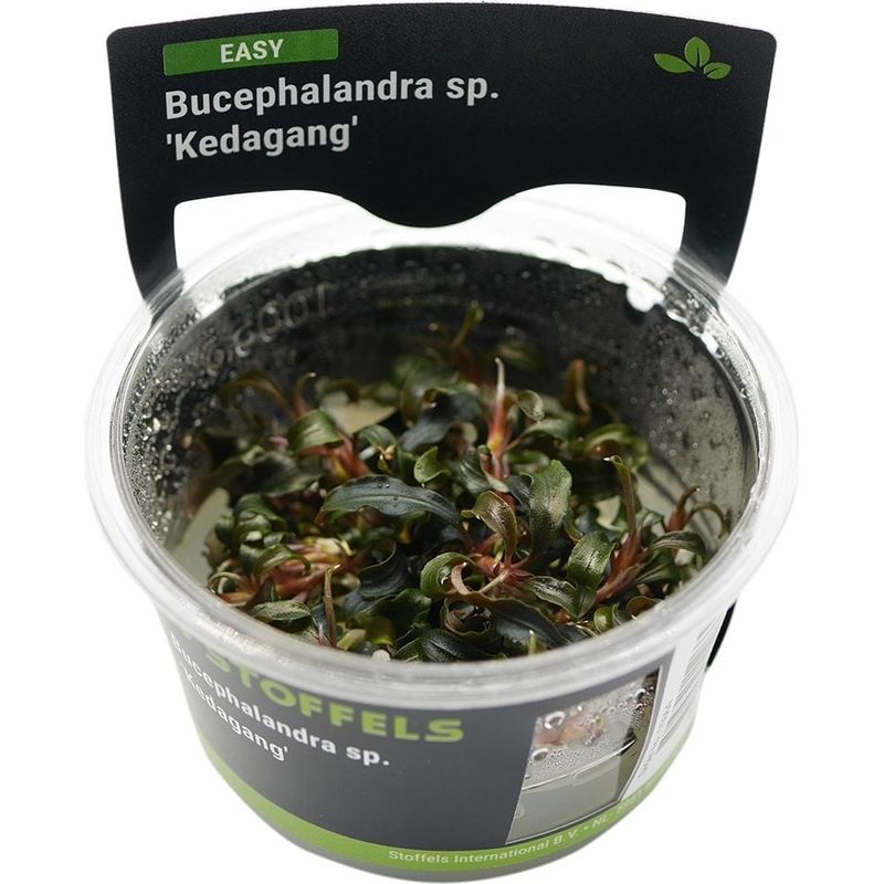 Stoffels Bucephalandra Kedagang