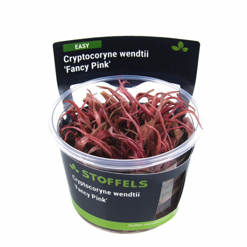 Stoffels Cryptocoryne fancy pink (AKA Flamingo)