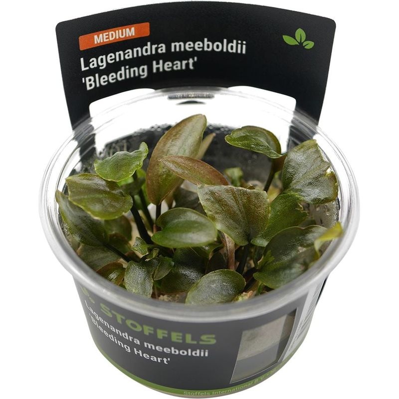 Stoffels Lagenandra bleeding heart