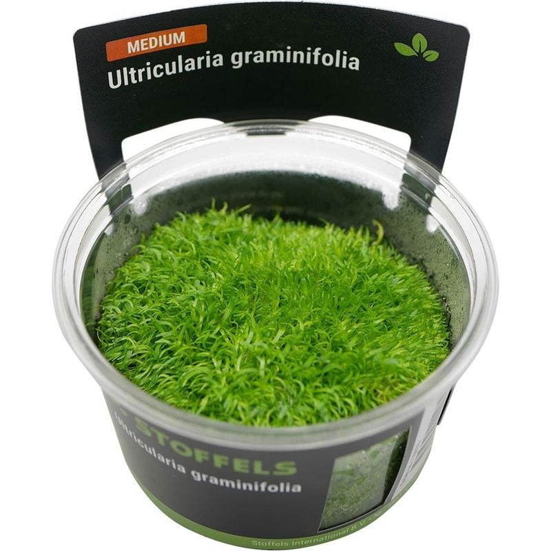 Stoffels Utricularia graminifolia