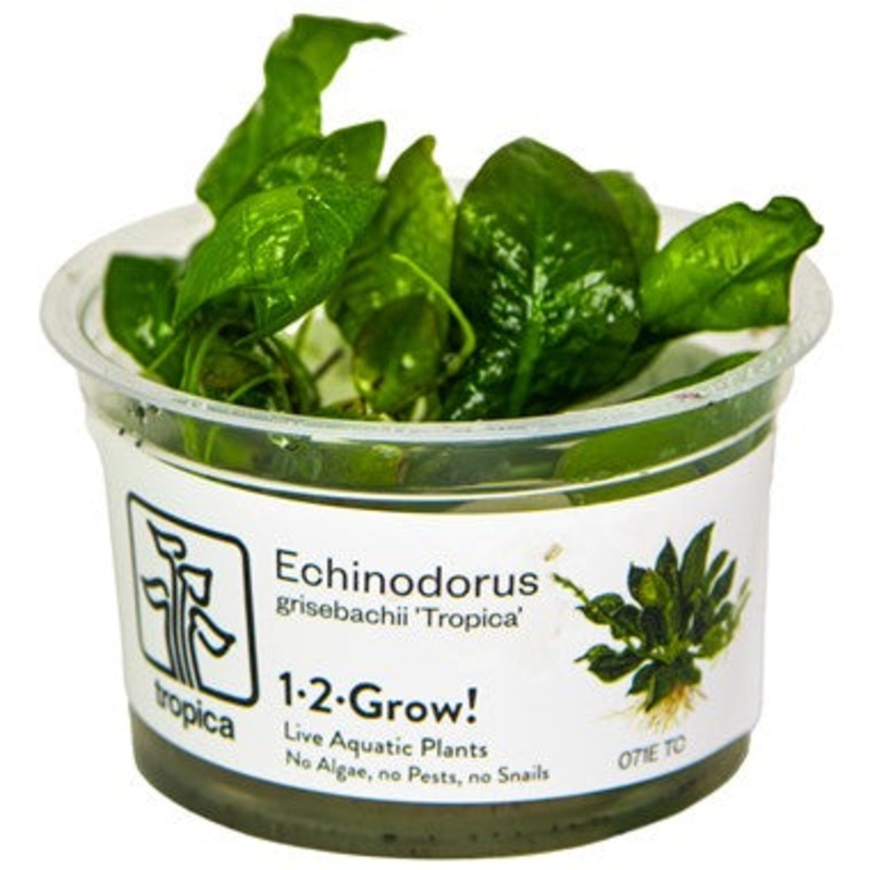 Tropica 1-2 Grow Echinodorus grisebachii 'Tropica'