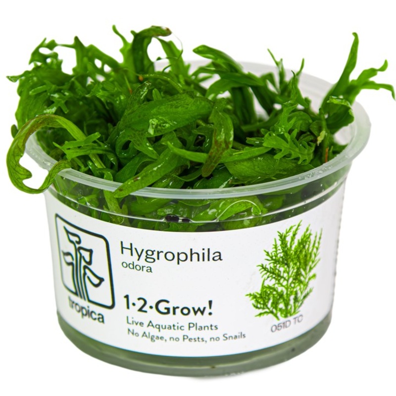 Tropica 1-2 Grow Hygrophila Odora